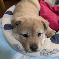 受付終了しました、子犬、生後2ヵ月の裏山で産まれた雑種犬 - 犬