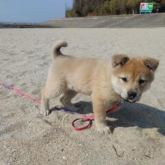 受付終了しました、子犬、生後2ヵ月の裏山で産まれた雑種犬 - 西尾市