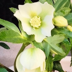 クリスマスローズ　白シングル７株
の画像