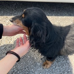 迷い犬（無事見つかりました！）