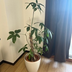 観葉植物(パキラ)