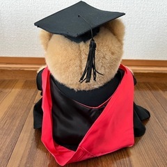 クマ ぬいぐるみ 卒業帽&マント付き 2体セットの画像