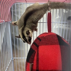 モモンガ