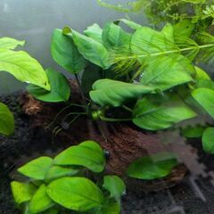 アヌビスナナ流木付き+手前の１株