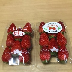 イチゴ直売　紅ほっぺ、とちおとめ　1パック¥600〜