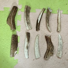 鹿の角の画像