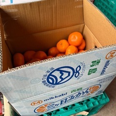 静岡県産🍊3ヶ日みかん入荷しました！✨1キロから小売致します〜