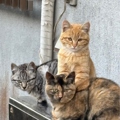 キジ、母猫行方不明。残された2匹里親様募集中