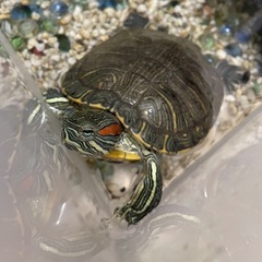 かわいいミドリガメ