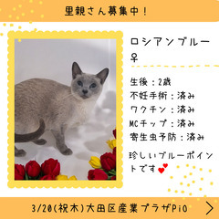 里親募集中！ロシアンブルーブルーポイント♀(⋈◍＞◡＜◍)。✧♡