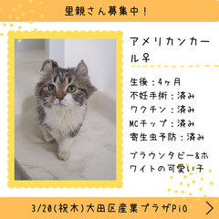 里親募集中！4ヶ月アメリカンカール♀(⋈◍＞◡＜◍)。✧♡