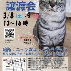 【札幌】ニャン友キャットラウンジ保護猫の譲渡会〈3/8～9〉