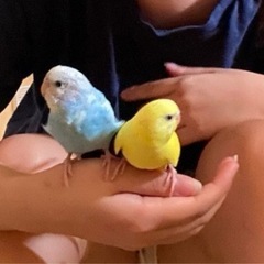 セキセインコちゃん🦜