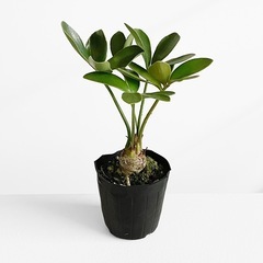 観葉植物 ザミア フルフラセラ
の画像