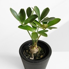 観葉植物 ザミア フルフラセラ
の画像