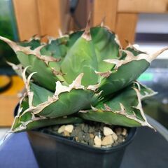 【アガベ】チタノタ蟹（カニ）　プレステラ105深鉢の画像