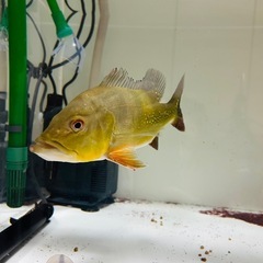 熱帯魚 キクラモノクルス ツクナレの画像
