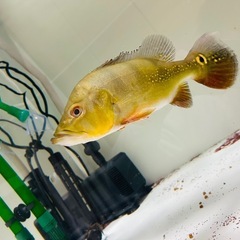 熱帯魚 キクラモノクルス ツクナレの画像