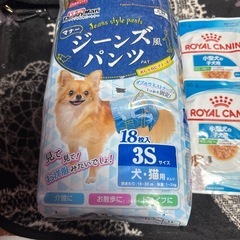 犬、猫用 マナーパンツ