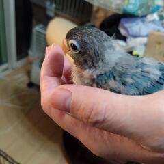 ブルーボタンインコ