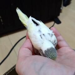 セキセイインコ3