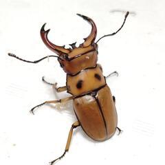 グラディアトールメンガタクワガタ　♂♀ペア