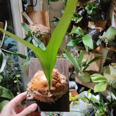 最終価格🌱アルシコルネ　アフリカ