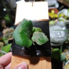 最終価格🌱OMG　TC