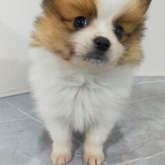 ポメプー男の子