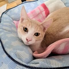決まりました。ホピ　抱っこおっぽどちらもストーカー☆　薄いベージ...