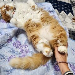 (希望者有）長毛♂ポコ　石巻で譲渡会です。 - 石巻市