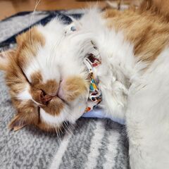 (希望者有）長毛♂ポコ　石巻で譲渡会です。 - 猫