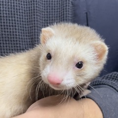 ⭐️フェレット⭐️ 🎀シナモン🎀　