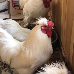 鶏🐓オス6羽