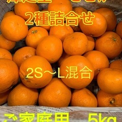 【受付終了】☆和歌山みかん晩柑類☆サイズ混合☆訳あり5kg
