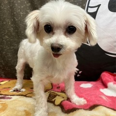 マルチーズ（ミルキー）