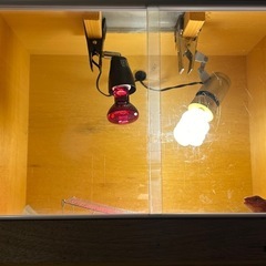 爬虫類木製ケージの画像