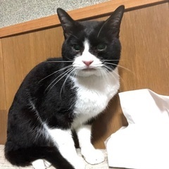 迷い猫　保護猫