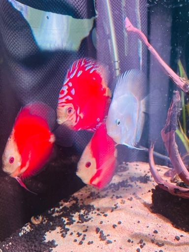 熱帯魚ディスカス4匹