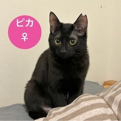 ピカちゃん♀7ヶ月♥︎黒ねこ3兄妹