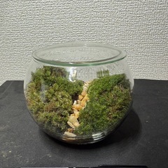 苔テラリウム　ヤマゴケ　植物　ガラスの画像