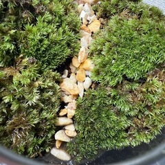 苔テラリウム　ヤマゴケ　植物　ガラスの画像