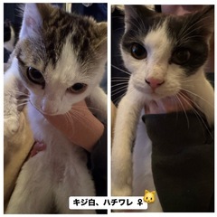 子猫里親募集