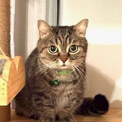 ミヌエット　8歳男の子　愛嬌たっぷり