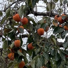 庭木の植栽お手入れします。