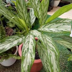 観葉植物A17