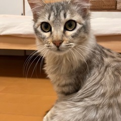 白と薄いキジトラ　とにかく可愛い − 大分県
