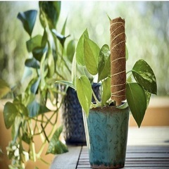 【新品】2本セット 植物支柱 観葉支柱 園芸支柱 連結 延長 花支え ガーデニングの画像