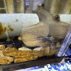 淡水ウツボ　　イエローフレークモレイ　熱帯魚
の画像