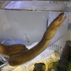 淡水ウツボ　　イエローフレークモレイ　熱帯魚
